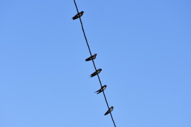 電線にとまるツバメ