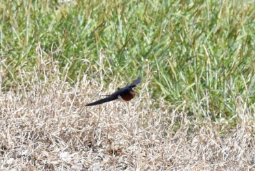 飛翔するツバメ