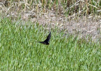 飛翔するツバメ