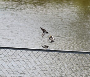 親から餌を貰う幼鳥