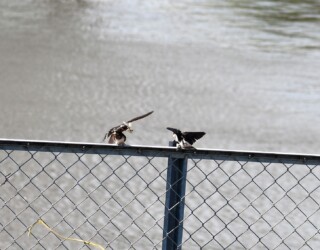 親から餌を貰う幼鳥