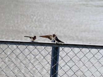 親から餌を貰う幼鳥