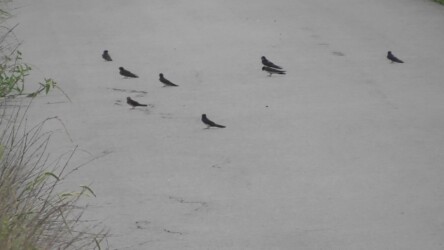 ツバメの不可解な行動