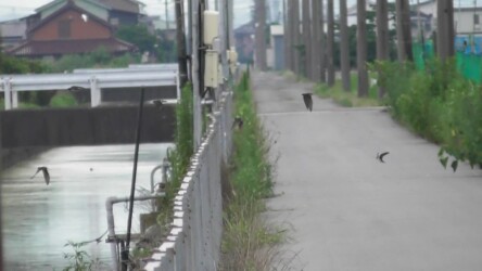 ツバメの不可解な行動