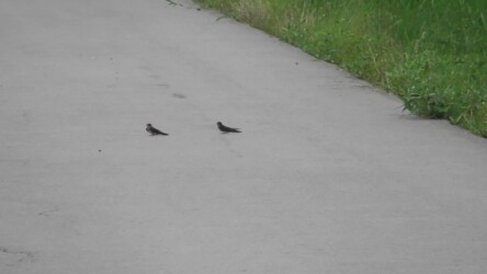 ツバメの不可解な行動