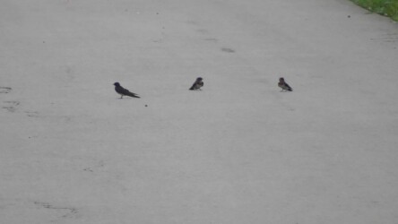 ツバメの不可解な行動