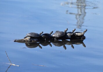 数匹で甲羅干し
