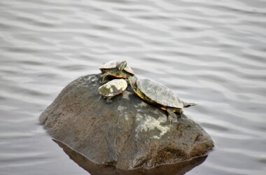 数匹で甲羅干し