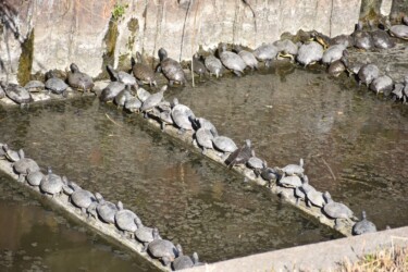 集団で甲羅干し