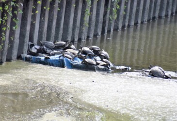 集団で甲羅干し