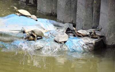 集団で甲羅干し