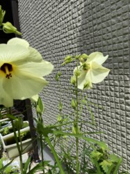 ハナオクラの花