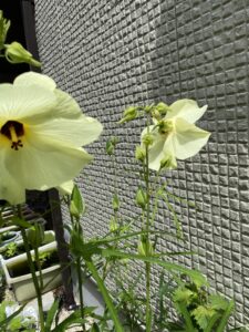 ハナオクラの花
