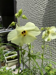 ハナオクラの花