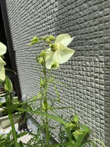 ハナオクラの花