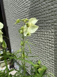 ハナオクラの花