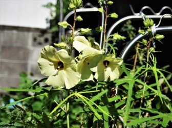 ハナオクラの花