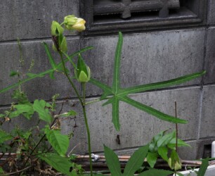 ハナオクラの実