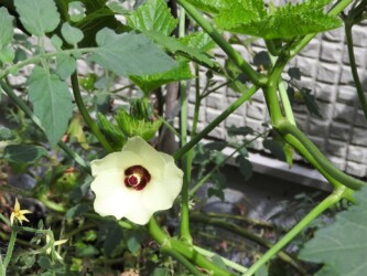 オクラの花
