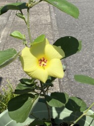 ハマボウの花