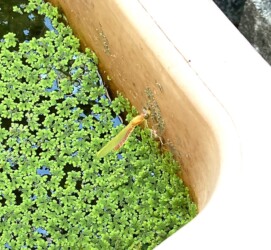 羽化直後のベニイトトンボ