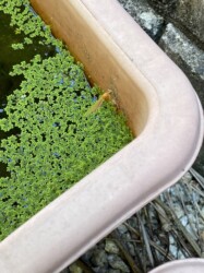 羽化直後のベニイトトンボ