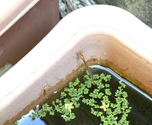 羽化直後のベニイトトンボ