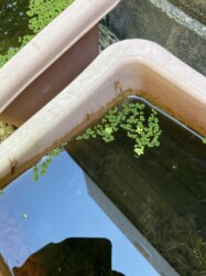 羽化直後のベニイトトンボ