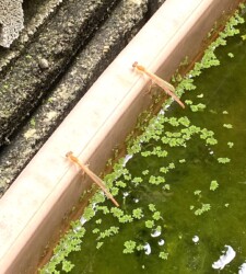 羽化直後のベニイトトンボ