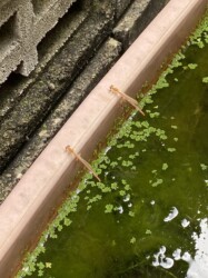 羽化直後のベニイトトンボ