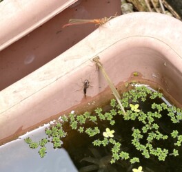 羽化直後のベニイトトンボ