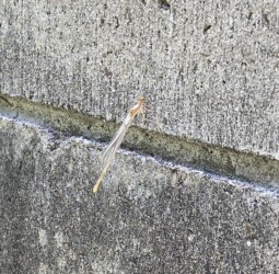 飛べるようになると壁にとまる