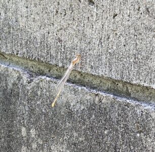 飛べるようになると壁にとまる