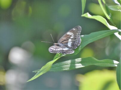 アサマイチモンジ