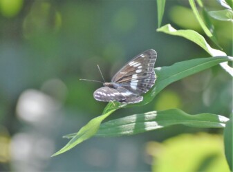 アサマイチモンジ