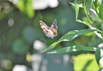 アサマイチモンジ