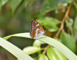 アサマイチモンジ