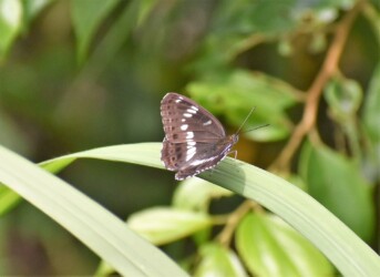 アサマイチモンジ