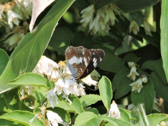 スイカズラの蜜を吸うアサマイチモンジ(山形で)