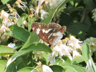 スイカズラの蜜を吸うアサマイチモンジ(山形で)