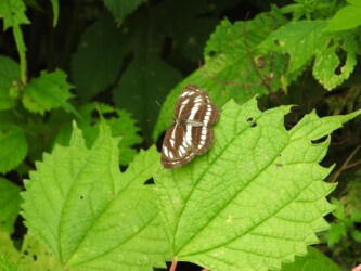 コミスジ(山形で)