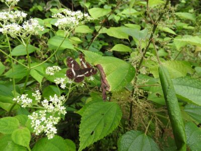 サカハチチョウ(山形で)