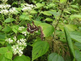 サカハチチョウ(山形で)