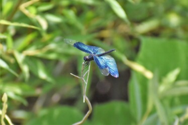 チョウトンボのオス