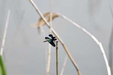 チョウトンボのオス