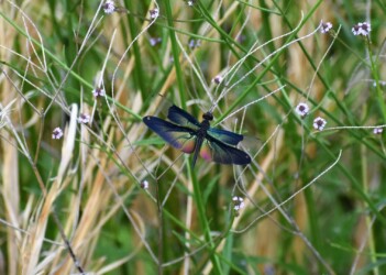 チョウトンボのオス