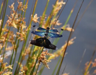 交尾態でとまる