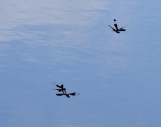 メスを奪おうと様子を見るオス