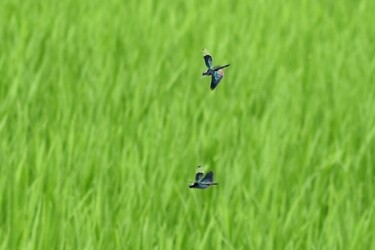 オス同士のせめぎ合い