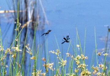 オス同士のせめぎ合い